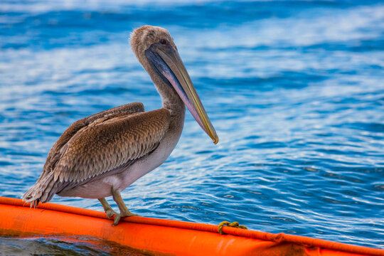 Brown pelicans on protective boom