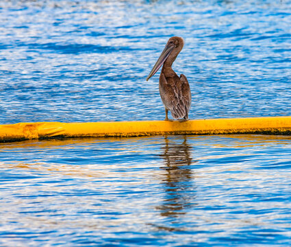 Brown pelicans on protective boom