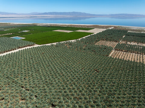 Aerial panorama of date palm plantations at Salton Sea California