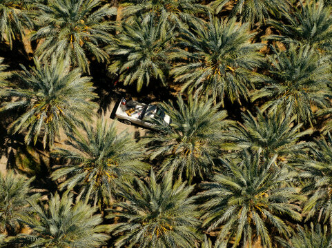 Top down view of white pickup truck parked among dense palm trees