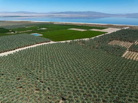 Drone view rows of date palms near the shoreline of the Salton Sea