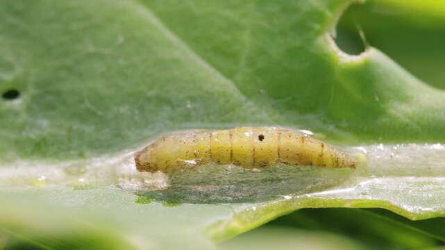 Macro close up of caterpillar inside cocoon on green leaf, insect larva wrapped in silk web during metamorphosis stage in natural outdoor environment