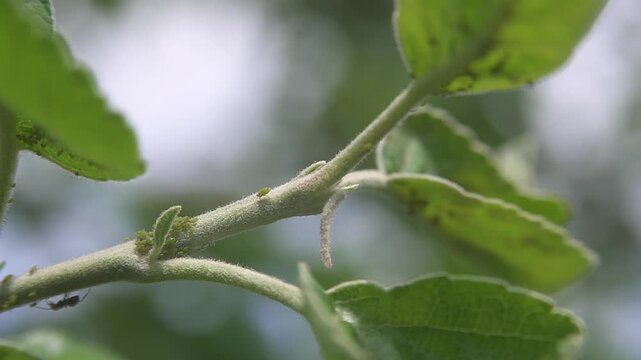 Macro close up of ants and aphids on apple tree branch, agricultural pest infestation on young apple plant, insects interacting on stem in natural outdoor environment