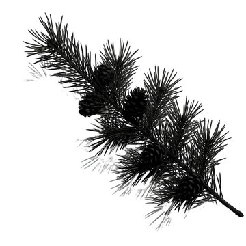 Pine tree branch with pinecones isolated on white background