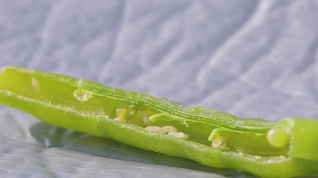 Macro close up of multiple caterpillar larvae inside green pod, agricultural pest infestation damaging crop plant, detailed view of insect larvae feeding in natural farming environment