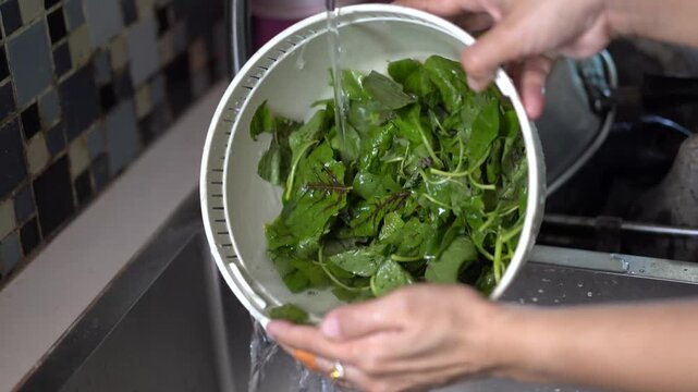 Cleaning Fresh Green Spinach Leaves in White Colander