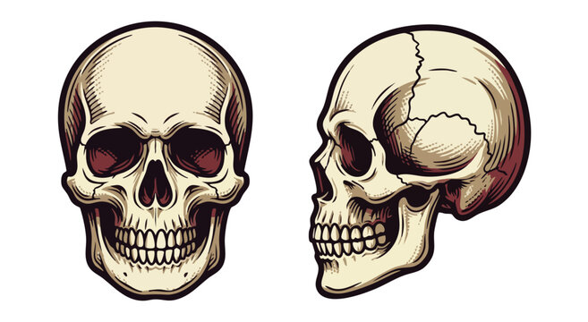 Vintage style illustration of human skulls in front and side view