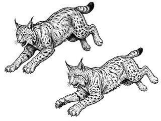 Lynx Jump Attack Engraving © Gabut Stock