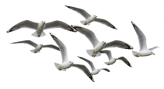 A flock of white seagulls with spread wings flying in formation against a solid black background, capturing birds in motion