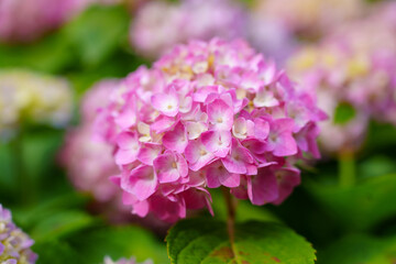 Obraz premium A close up view of a beautiful pink hydrangea flower in full bloom growing in a lush green garden during the spring season