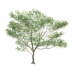 Obraz premium collection of Floweing white dogwood plant with realistic style
