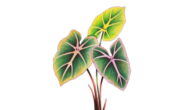 Vibrant green and yellow caladium leaves with pink veins, isolated on transparent background