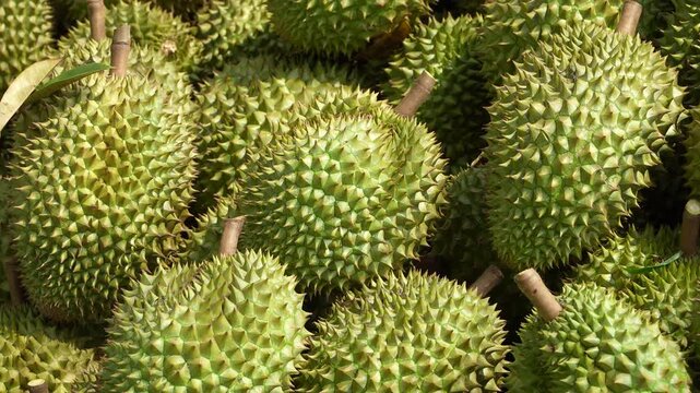 Close-up of Vietnamese Ri6 durians in an agricultural pile after harvesting in the orchard.