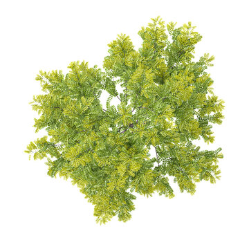 collection of Green gleditsia triacanthos plant on transparent canvas from top view