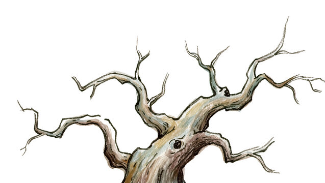 Twisted dead tree branches with knots, isolated on transparent background