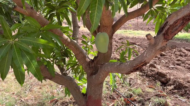 Kesar Mangoes Hanging on Tree Branch in Orchard Fresh Raw Kesar Mango Fruit Clusters on Trees Lush Green Kesar Mango Farm in Gujarat, India. Close-up of Ripening Kesar Mangoes.