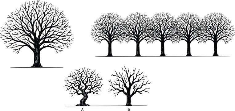 Collection of black and white winter tree silhouettes featuring a large single oak tree a row of five trees and two smaller labeled varieties.