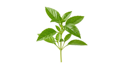 Obraz premium Fresh green basil sprig with vibrant leaves, organic aromatic culinary herb for cooking, raw sweet basil plant branch for food seasoning isolated PNG with Transparent Background