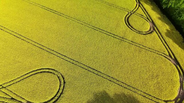 Aerial Drone Flight Over Yellow Rapeseed Field amd Pond in Germany