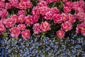 Fototapeta premium Pink tulips and blue forget-me-nots Myosotis. Bright pink flowers combined with blue spring blossoms creating a floral composition in a botanical park. for spring wallpapers, gardening concepts