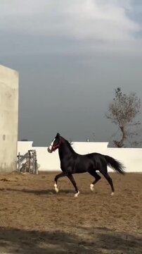 Beautiful Black Stallion Running and Showcasing Graceful Movement.