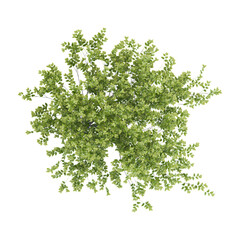 Fototapeta premium collection of green vase zelkova plant with realistic style from top view