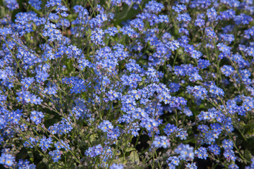 Obraz premium Small blue spring myosotis flowers blooming densely in a botanical garden with delicate petals and fresh green foliage. Perfect for spring backgrounds, floral textures, botanical projects, gardening
