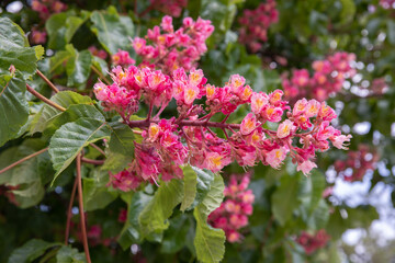 Fototapeta premium Pink Chestnut Aesculus carnea flowers blooming in spring park.