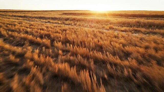 Dry cracked earth and withered grass under a warm sunset, representing drought and arid conditions with a sense of desolation
