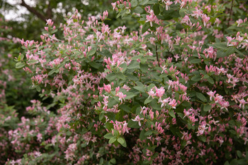 Fototapeta premium Pink Honeysuckle Lonicera blossoms on a lush green bush. Delicate Lonicera blossoms in vibrant pink tones. This image captures the essence of a blooming summer evening and sweet floral scent.