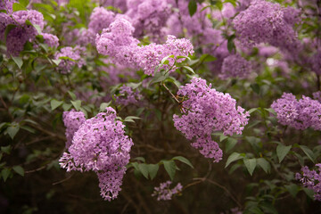 Fototapeta premium Close-up of lush lilac branches with a blurred natural background. High-resolution stock image for botanical themes, landscaping layouts, and decorative floral headers.