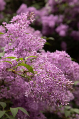 Obraz premium Beautiful lush cluster of violet lilac blossoms with green leaves in a garden. Natural spring background with soft bokeh, perfect for botanical themes and floral designs.