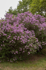 Obraz premium A wide shot of a magnificent purple lilac shrub in full bloom standing on a green lawn. Natural outdoor scene with a blooming floral wall and green trees in the background. Great for landscaping 