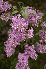 Obraz premium Beautiful lush cluster of violet lilac blossoms with green leaves in a garden. Natural spring background with soft bokeh, perfect for botanical themes and floral designs.