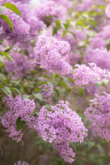 Obraz premium Soft-focus shot of pinkish-purple lilac blossoms creating a lush floral texture. Ideal for spring-themed wallpapers, romantic greeting cards, and urban nature concepts that require a fresh, airy aesth