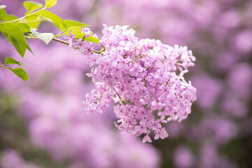 Fototapeta premium Close-up of delicate lilac blossoms with dreamy blurred background and soft spring lighting. Ideal for perfume advertising, aromatherapy, wellness, cosmetics, romantic backgrounds, and elegant floral 