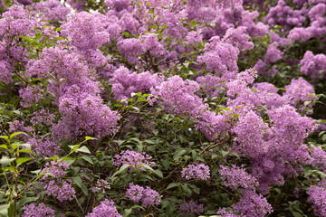 Obraz premium Wide lilac bushes in full spring bloom creating a lush purple floral wall in a city garden or park. Great for landscaping concepts, urban spring atmosphere, botanical themes, floral wallpapers,