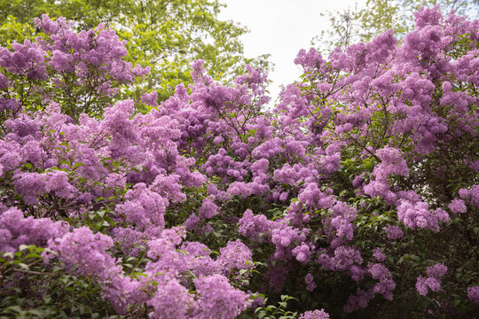 A wide shot of a magnificent purple lilac shrub in full bloom standing on a green lawn. Natural outdoor scene with a blooming floral wall and green trees in the background. Great for landscaping 