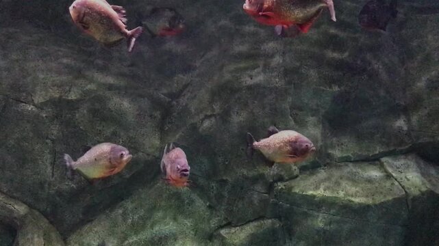 Exotic Deep See Fish In Aquarium.
