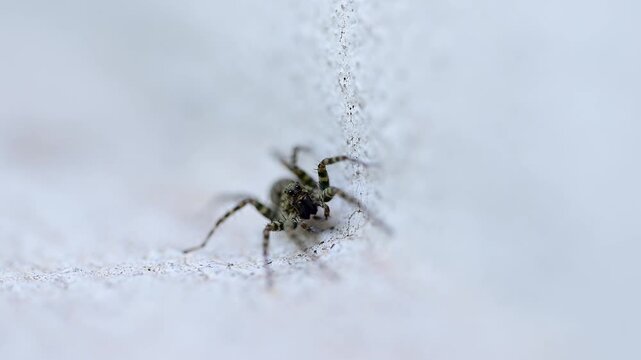 The macro shot isolates wolf spider highlighting its detailed facial features
