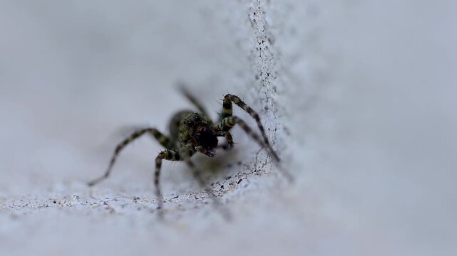 Wolf spider is captured in closeup as it moves its pedipalps, revealing fine details of its facial structure