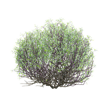 collection of Koriko plant with realistic style
