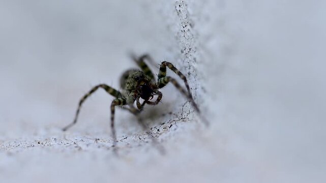 Wolf spider shows natural behavior as pedipalps move subtly in a controlled motion