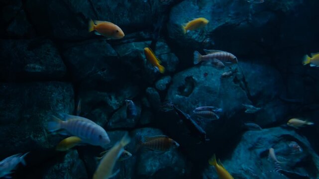 Exotic Deep See Fish In Aquarium.
