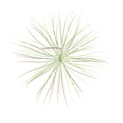 Fototapeta premium collection of Mat rush plant with realistic style from the top view