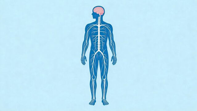 Human nervous system anatomy illustration with brain and spinal cord on blue background medical science vector concept for education and healthcare