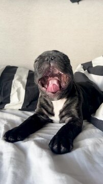 A cute black French Bulldog puppy yawning while lying on a white bed with striped pillows. Authentic lifestyle moment showing pet wellness and comfort.