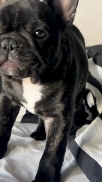 A cute black and white French Bulldog puppy wakes up and licks its nose while sitting on a bed. Authentic lifestyle pet footage for wellness and home content.