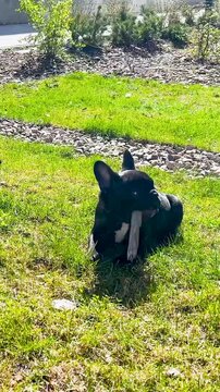 An authentic moment of a black Frenchie dog chewing a stick in a backyard garden during golden hour. Perfect for pet wellness and domestic lifestyle content.