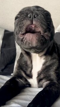 A cute black and white French bulldog puppy yawns widely and licks its nose while relaxing on a bed. Authentic pet lifestyle content for wellness and home brands.